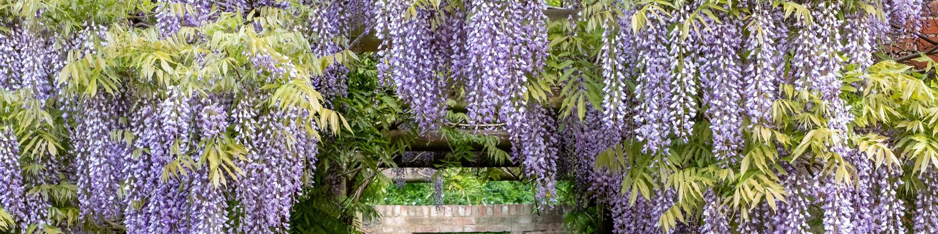 Wisteria tunnel at Eastcote House Gardens, London Borough of Hillingdon. Photographed on a sunny day in mid May when the purple flowers are in full bloom.