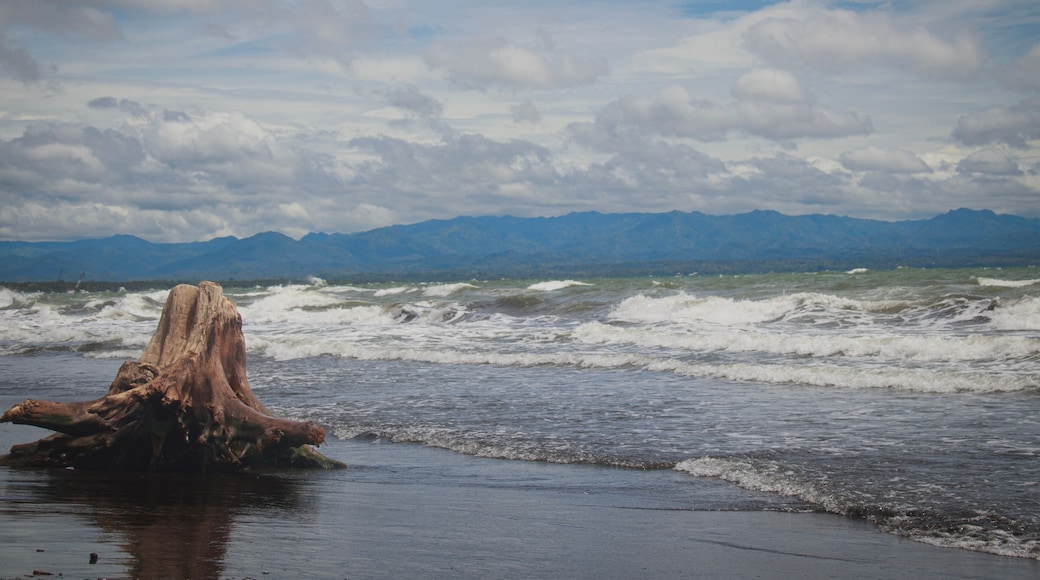 An uprooted tree stump at the beach with waves crashing against the shore in the aftermath of a tropical typhoon. Dipolog, Philippines