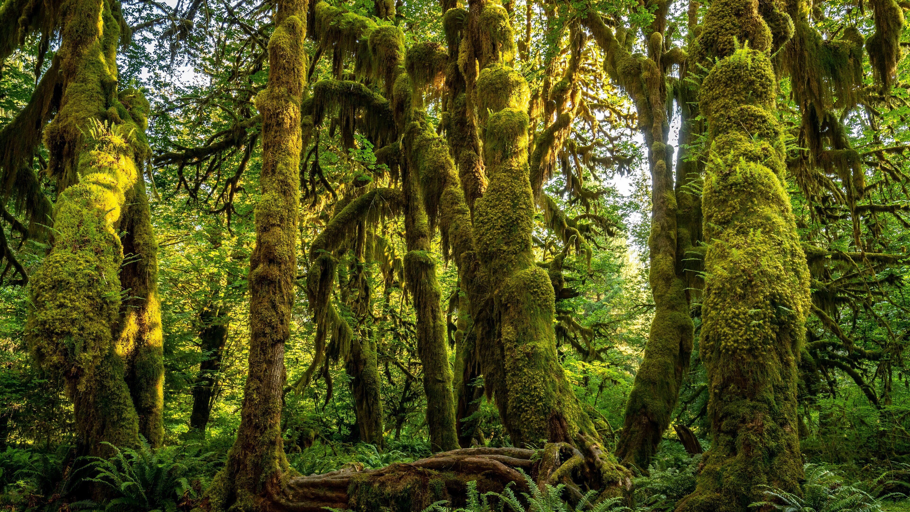 A dense forest with tall trees covered in moss and ferns.