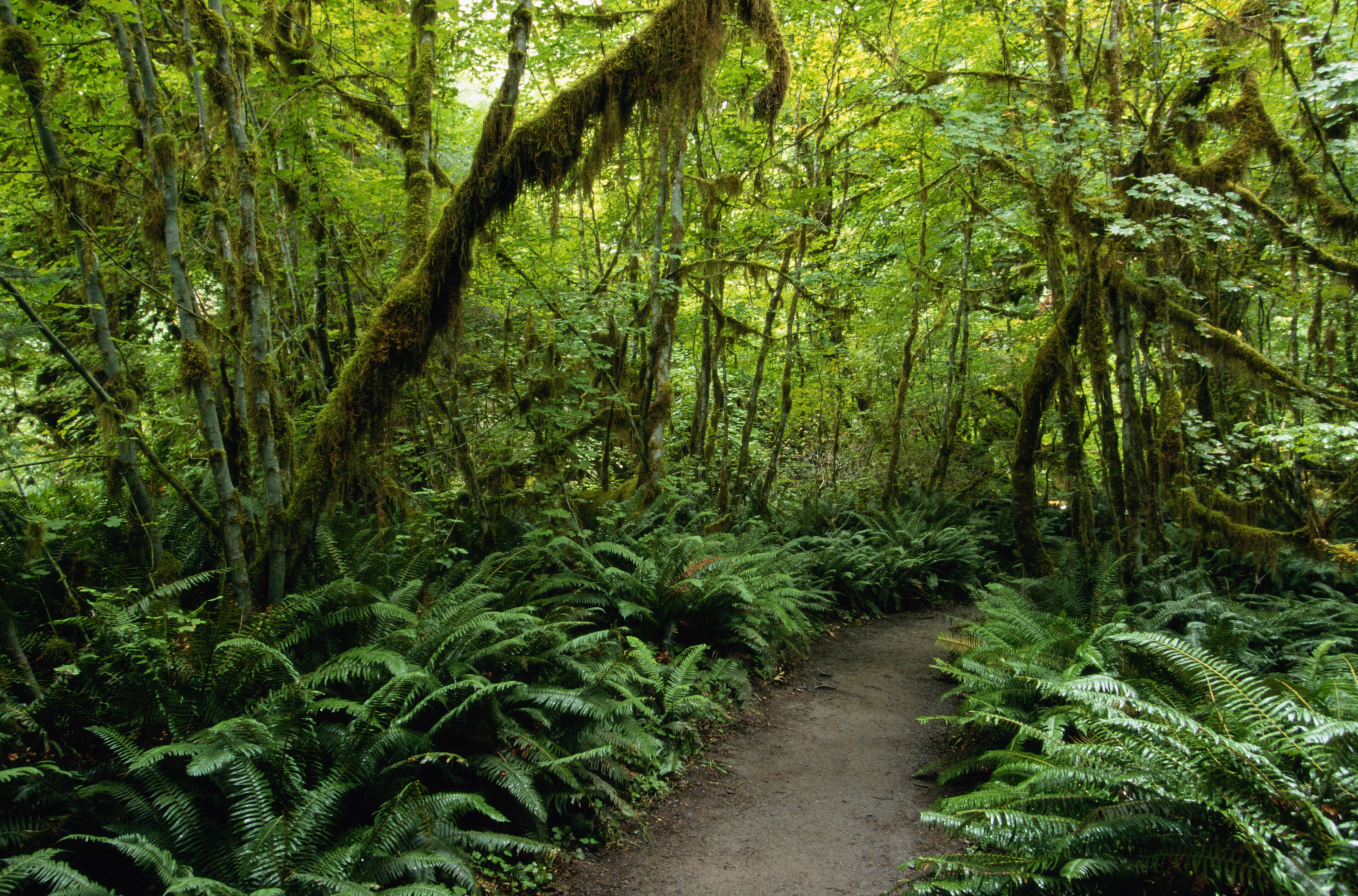 Trail Through the Hoh Rainforest