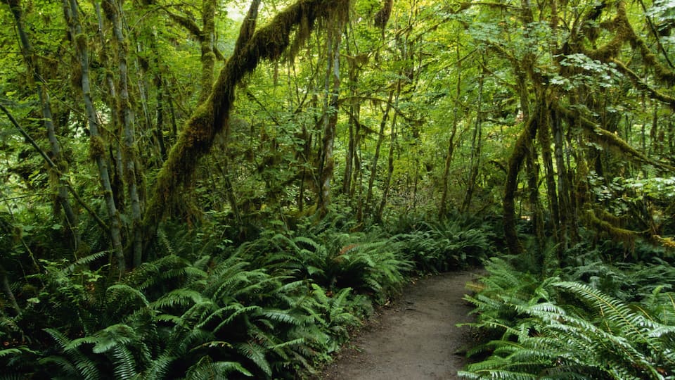 A forest path surrounded by dense ferns and moss-covered trees.