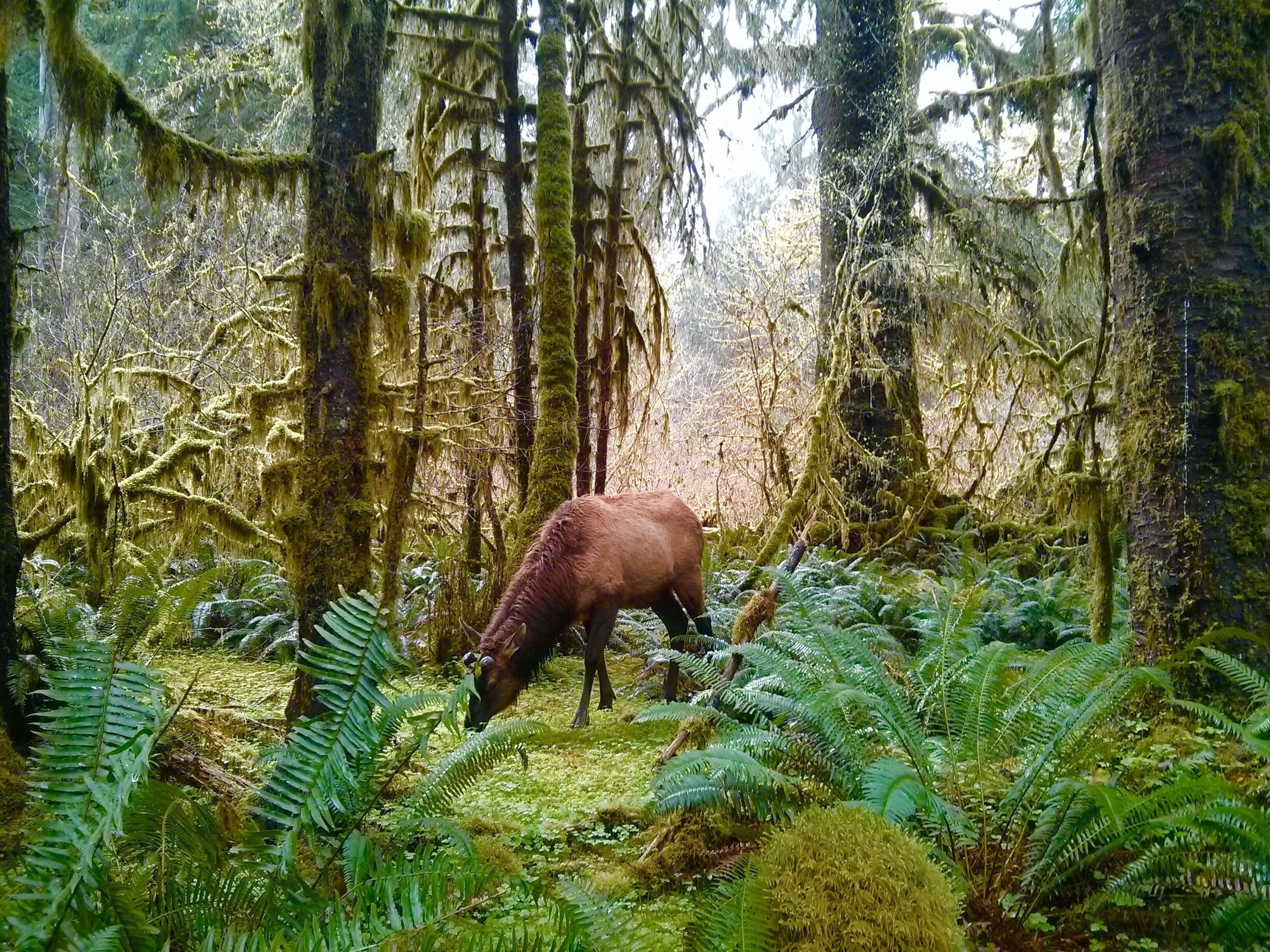 A forest with a deer grazing among ferns and moss-covered trees.