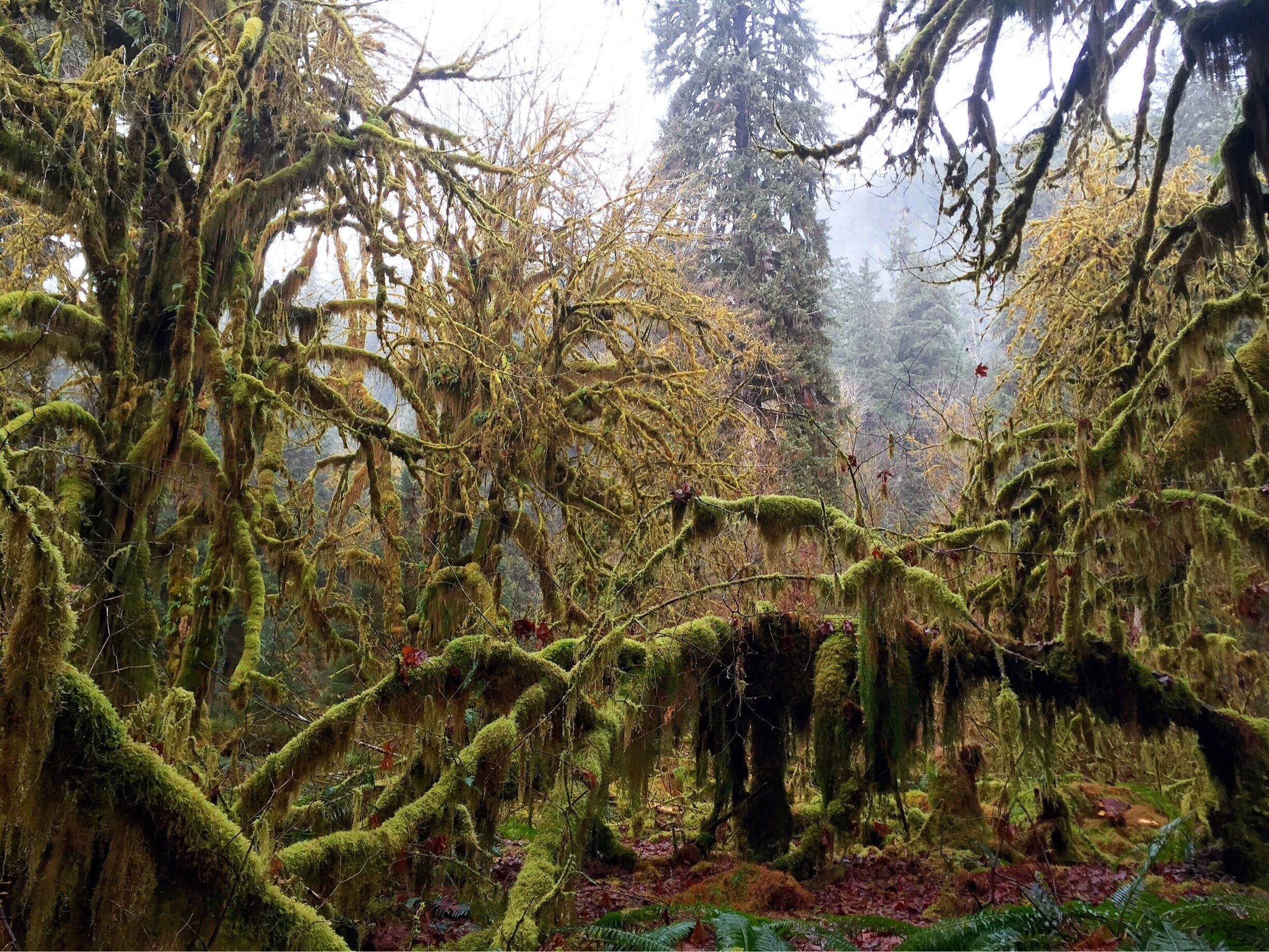 A dense forest with moss-covered trees and a misty atmosphere.