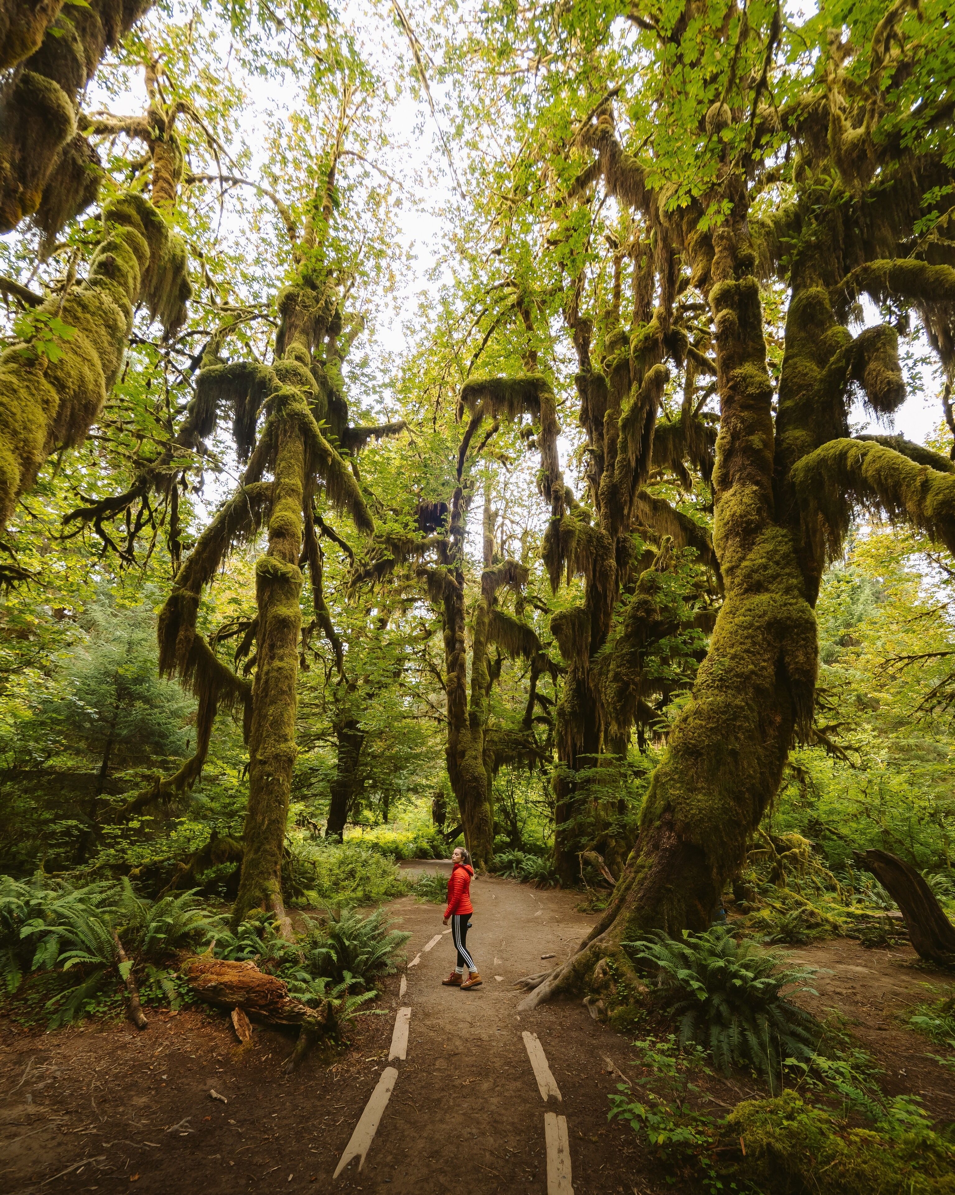A forested area with a dirt path, moss-covered trees, and ferns.
