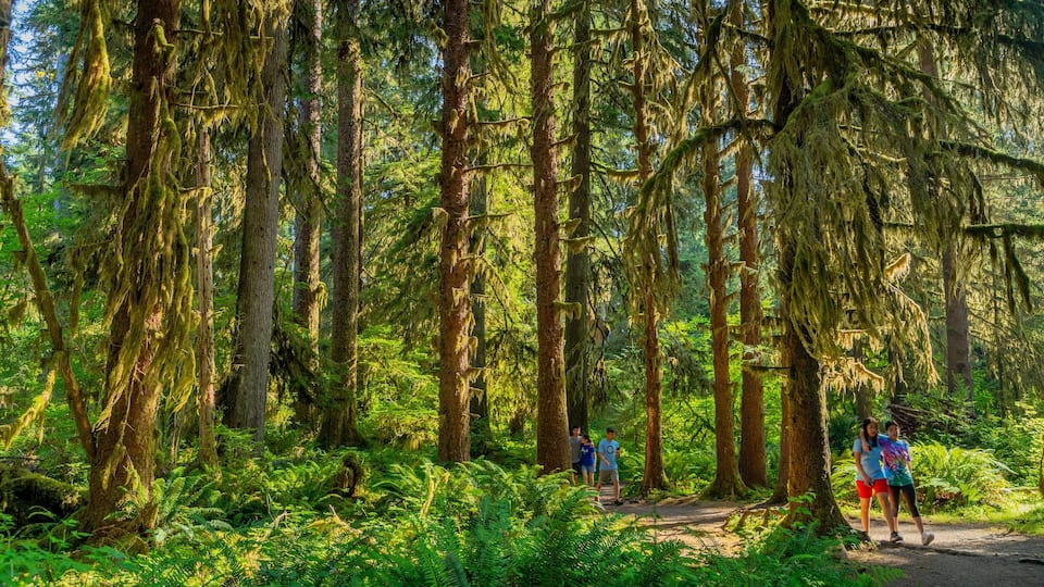 A dense forest with tall trees covered in moss and ferns.