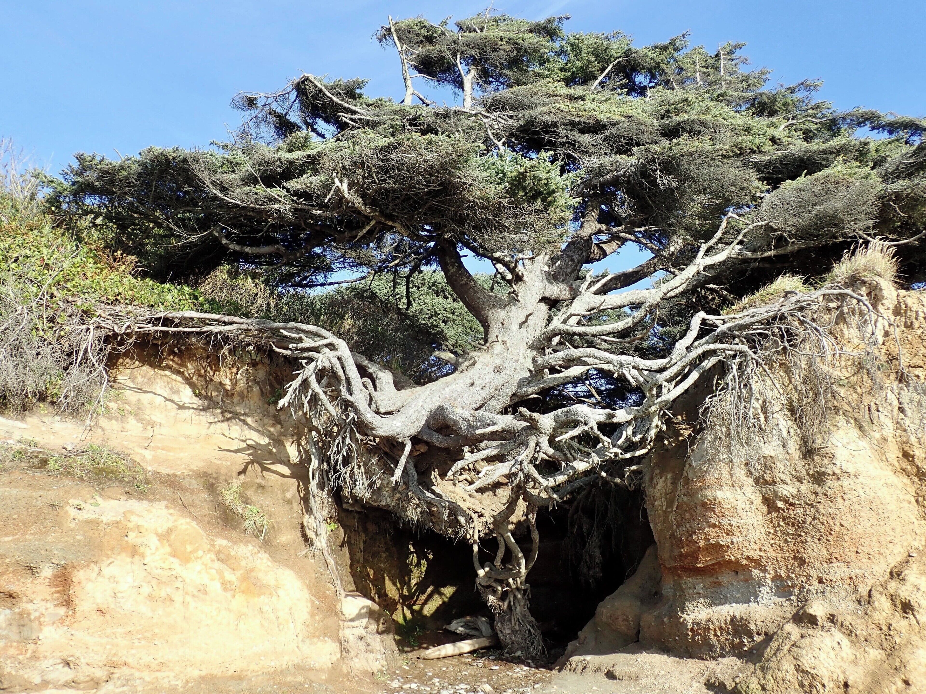 This is a must see. Near a beautiful campground if you don’t have a big rig and can do without hookups. Unfortunately, I have heard that this beautiful tree is showing signs of collapsing. You can still go into the tree root cave though...