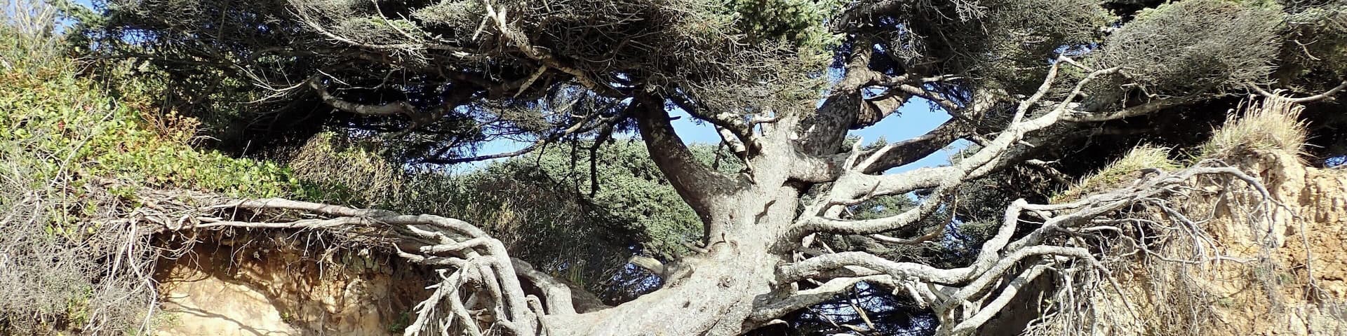 This is a must see. Near a beautiful campground if you don’t have a big rig and can do without hookups. Unfortunately, I have heard that this beautiful tree is showing signs of collapsing. You can still go into the tree root cave though...