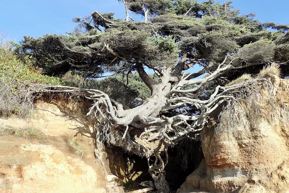 Un gran árbol con un tronco retorcido y raíces extensas, ubicado en terreno rocoso.