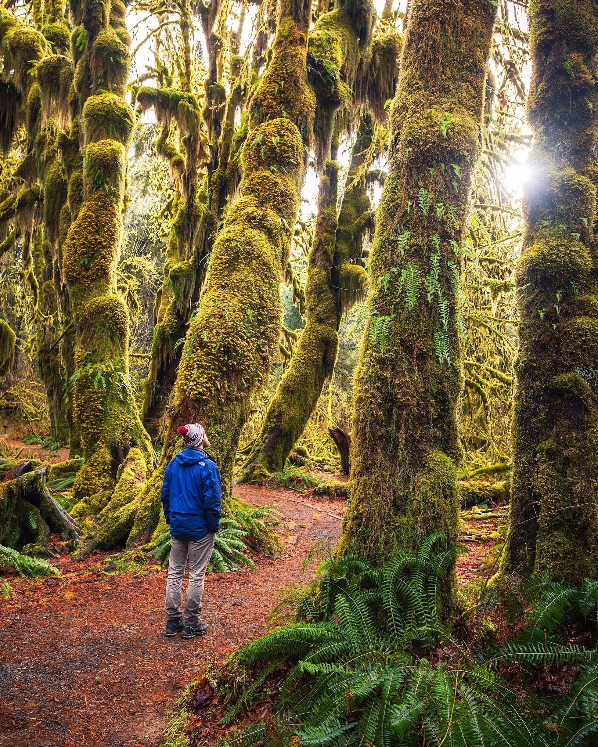 A forest with tall trees covered in moss and ferns.