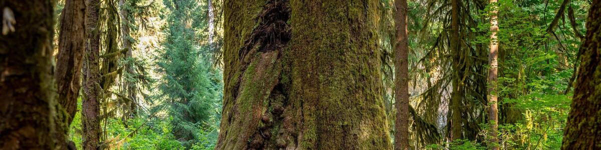 Forks showing forest scenes