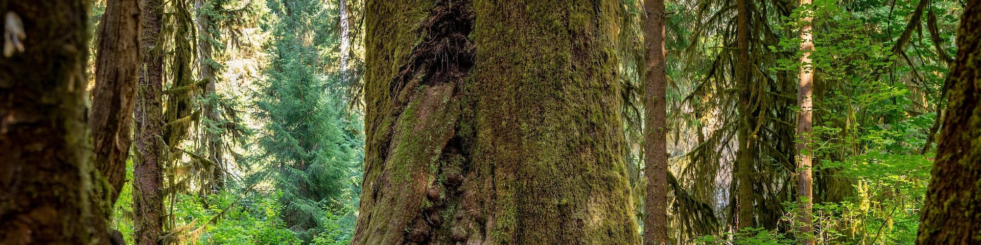 Forks showing forest scenes