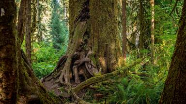 A dense forest with a large moss-covered tree trunk and intertwined roots.