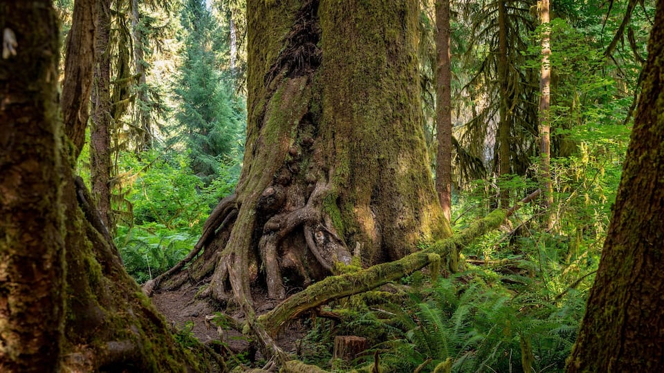 A dense forest with a large moss-covered tree trunk and intertwined roots.