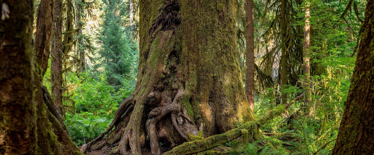 Forks showing forest scenes
