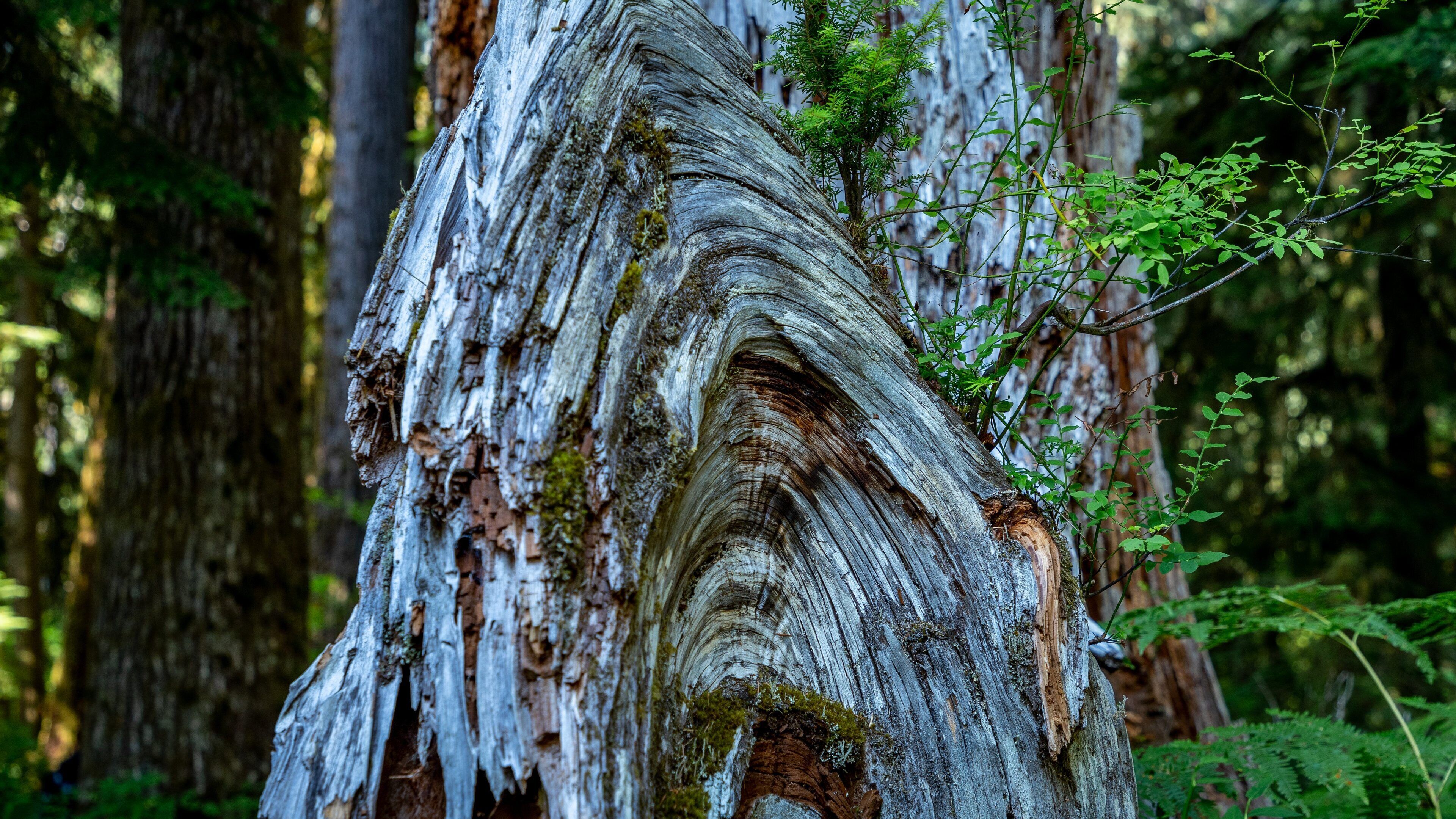A tree with a distinctive, layered bark pattern.