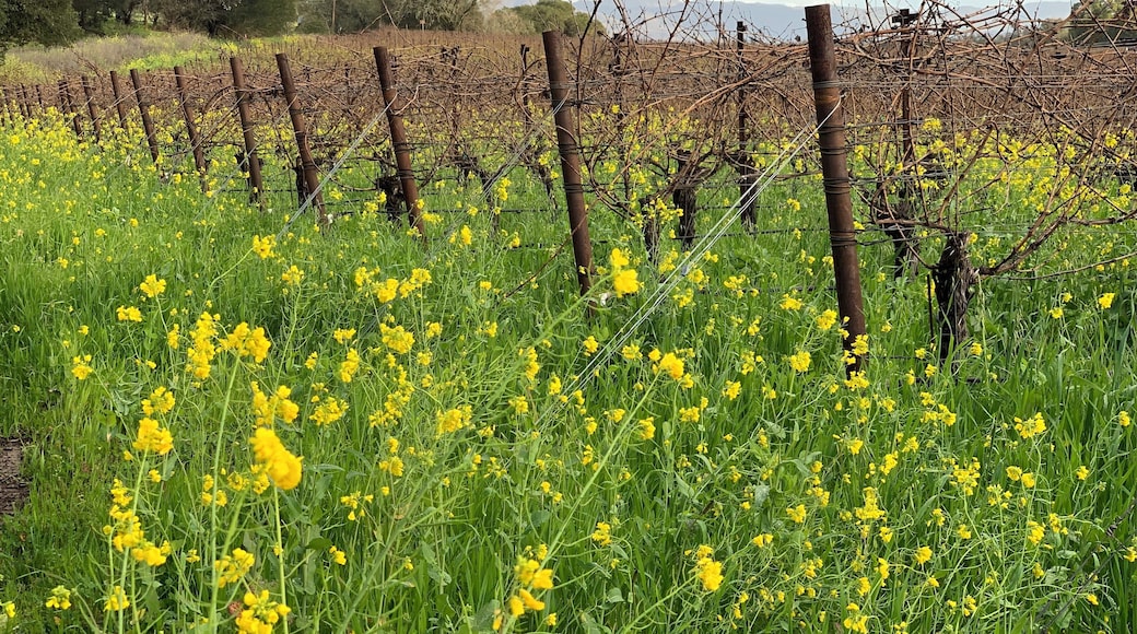 Napa/Yountville CA
Spring 2019