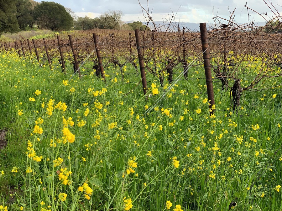 Napa/Yountville CA
Spring 2019