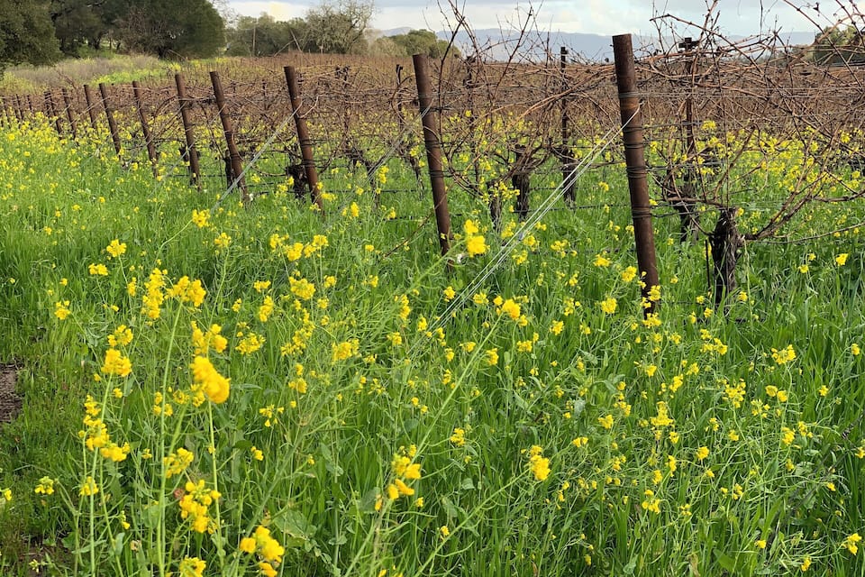 Ein Weinberg mit Reihen von Reben und gelben Blüten im Vordergrund.