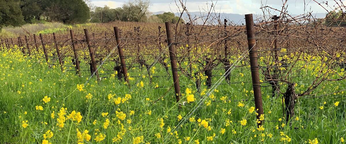 Napa/Yountville CA
Spring 2019