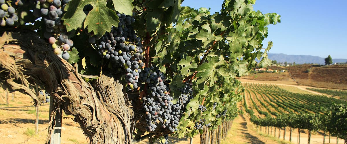 A scene of vine plants in a winery, California