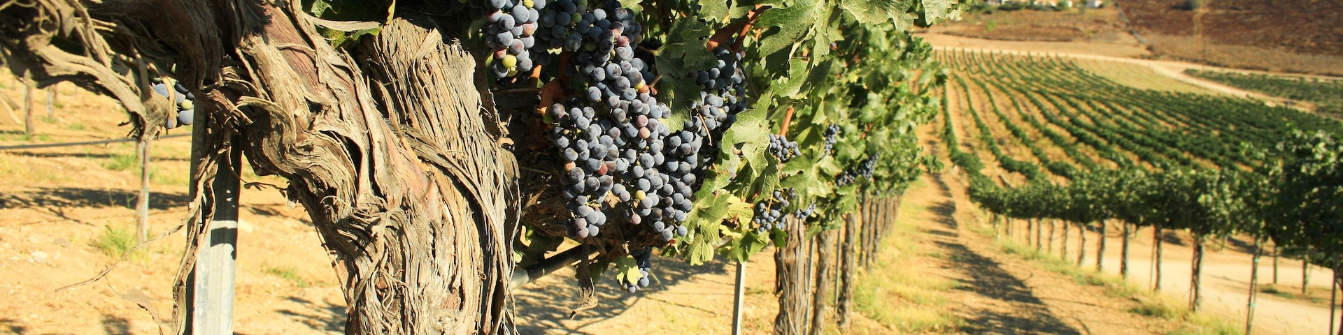 A scene of vine plants in a winery, California