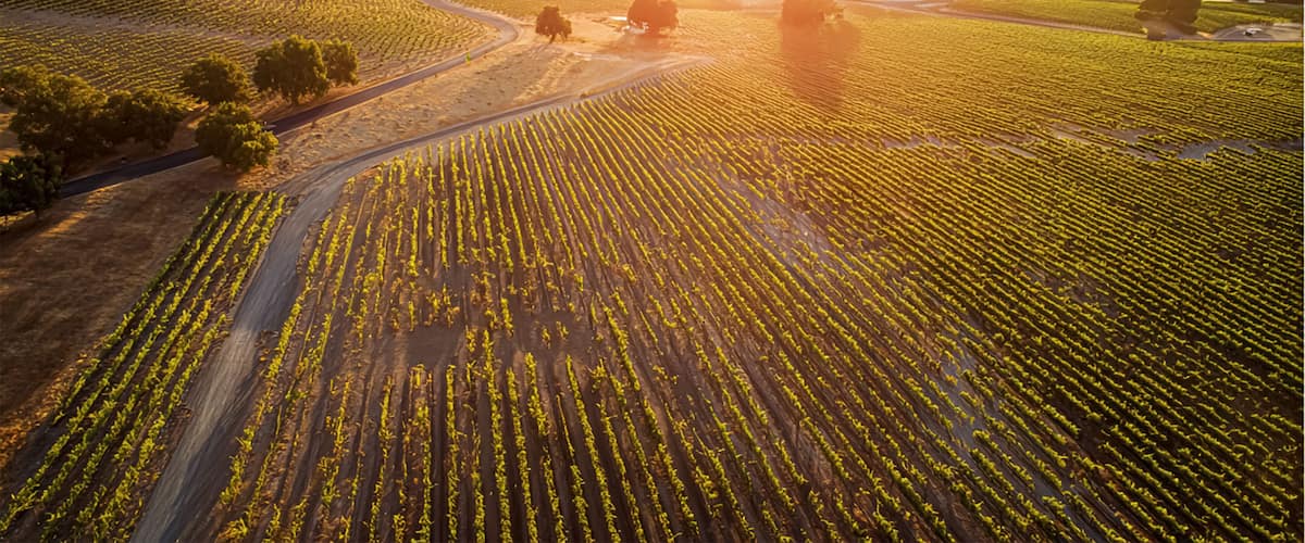 A vineyard with rows of grapevines, a winding road, and a sunset in the background.