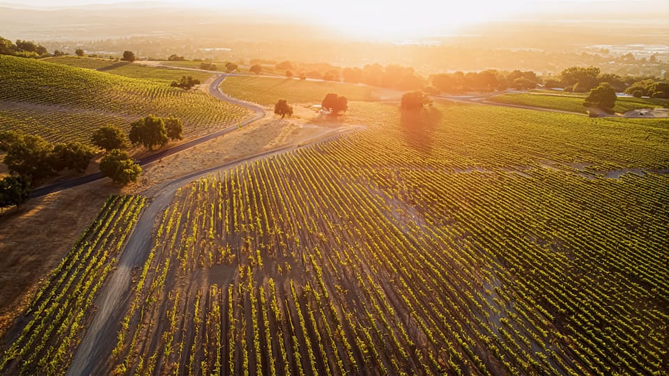 A vineyard with rows of grapevines, a winding road, and a sunset in the background.