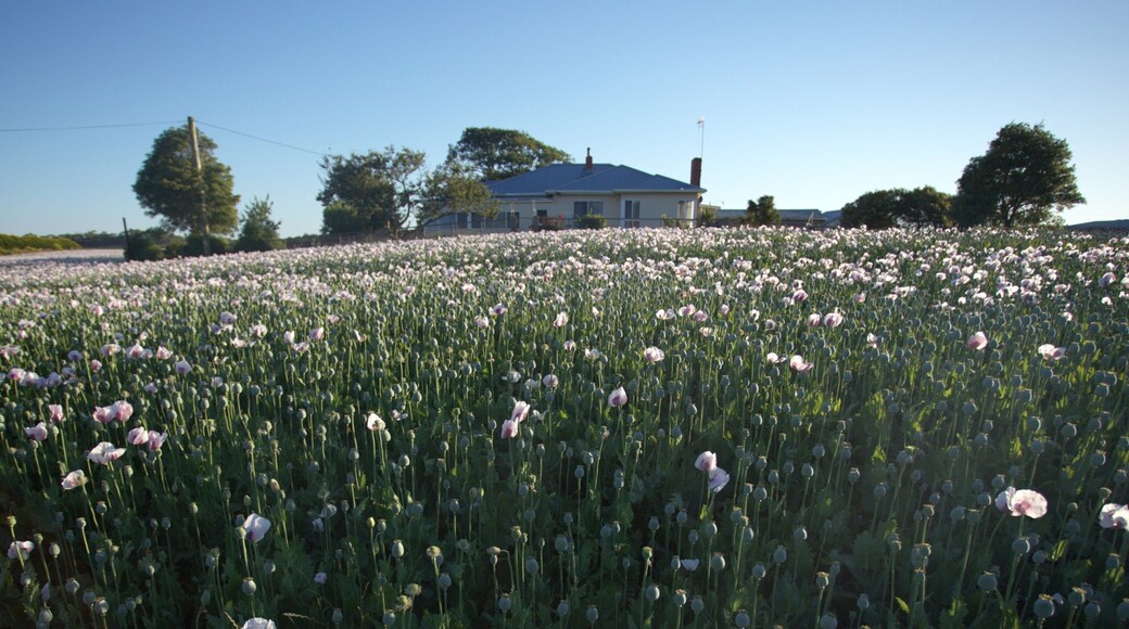 Devonport mettant en vedette fleurs sauvages