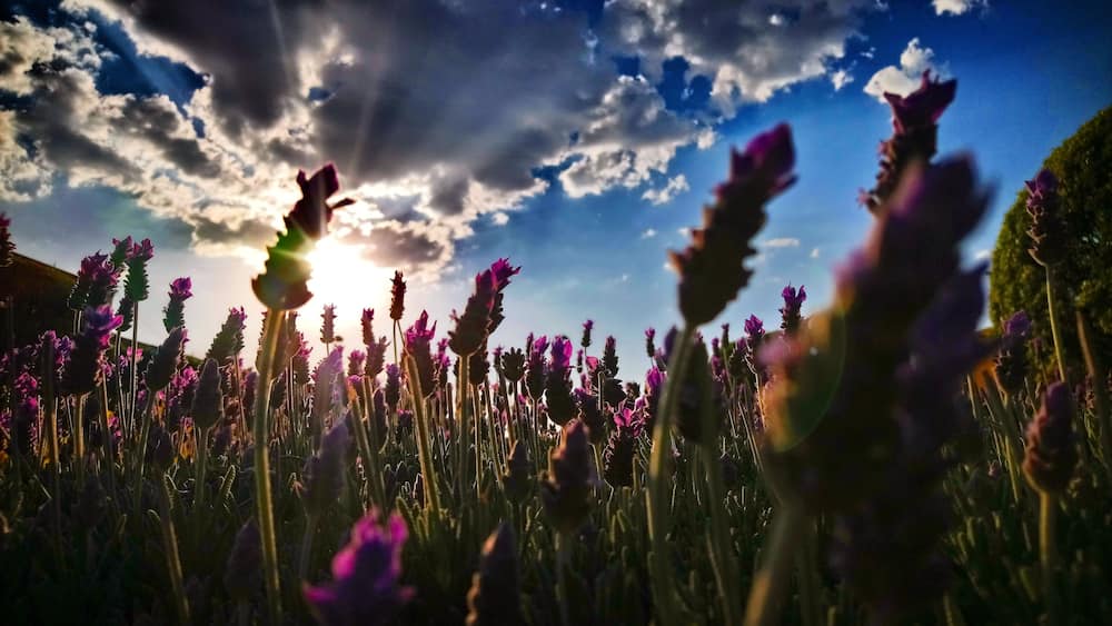 lavender flowers in San Juan del Rio, Queretaro, Mexico