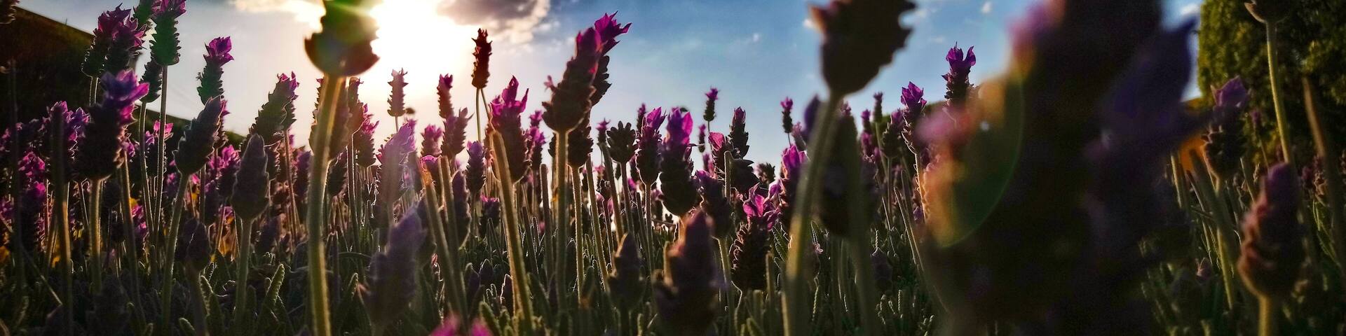 lavender flowers in San Juan del Rio, Queretaro, Mexico