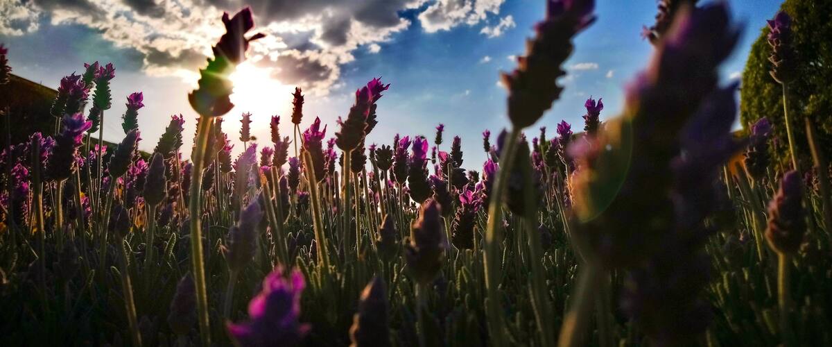 A field of purple flowers with the sun setting in the background.