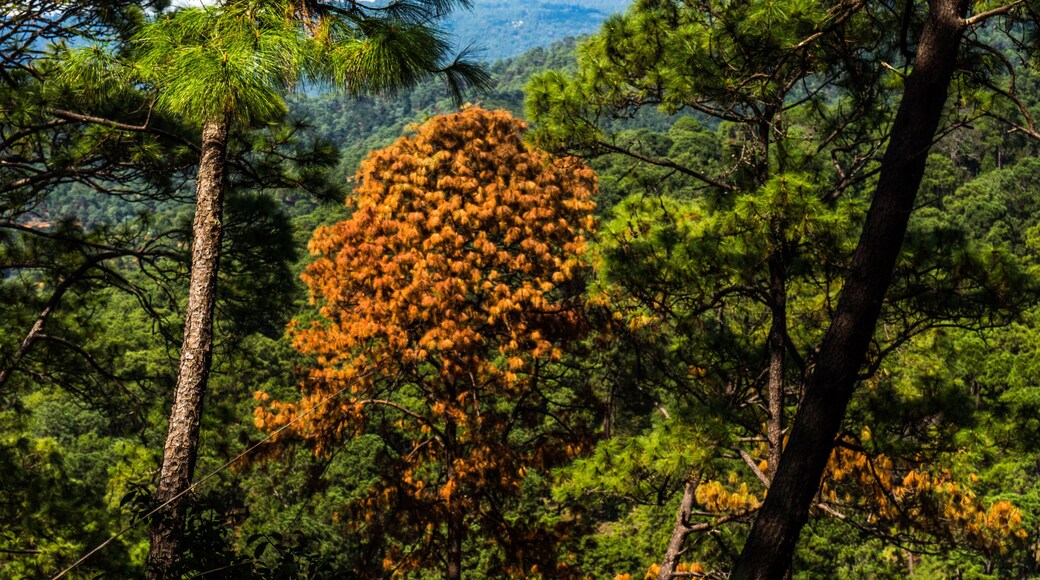 En Avándaro
Senderismo en el plato