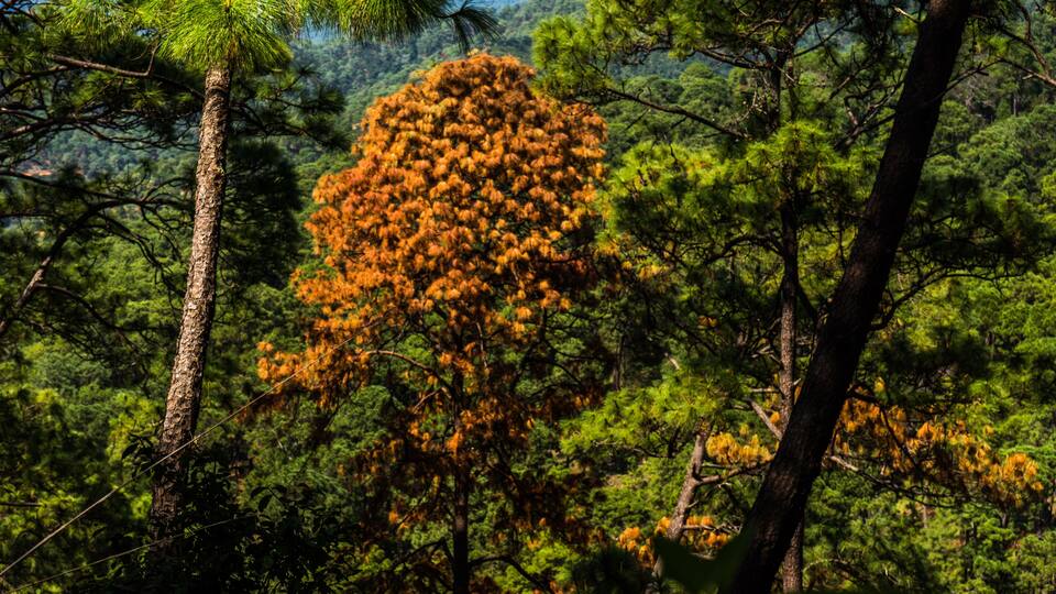 En Avándaro
Senderismo en el plato