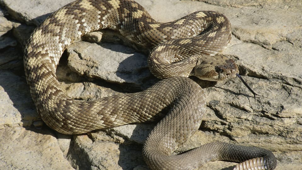 A snake coiled on rocky terrain.