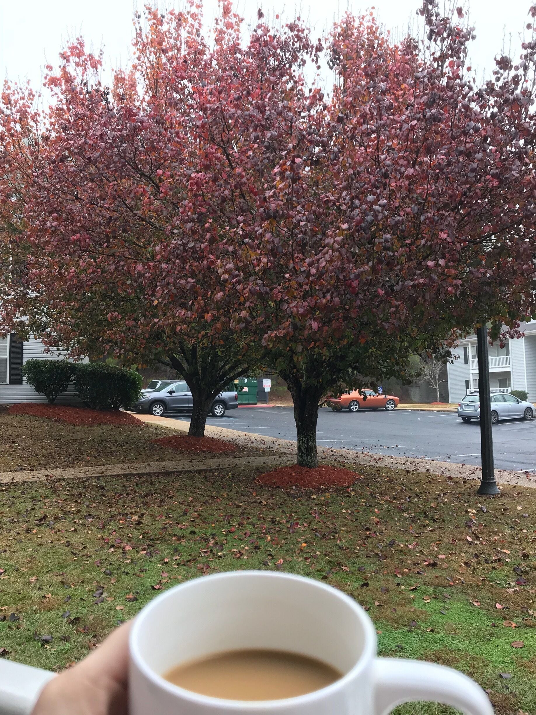 Mi beautiful neighborhood #red red everywhere! ♥️
#autumn #fall #colors 