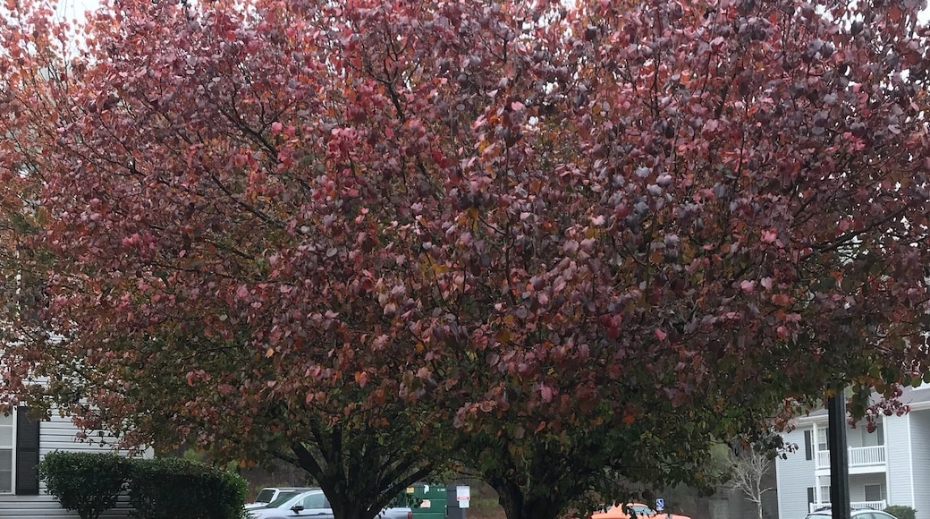 Mi beautiful neighborhood #red red everywhere! ♥️
#autumn #fall #colors