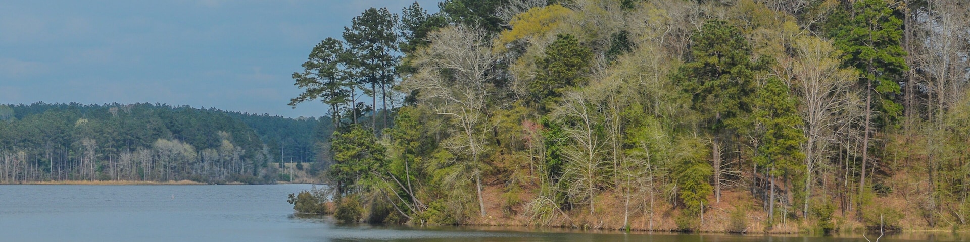 Un lago tranquilo rodeado por una colina boscosa de árboles densos y un cielo despejado.