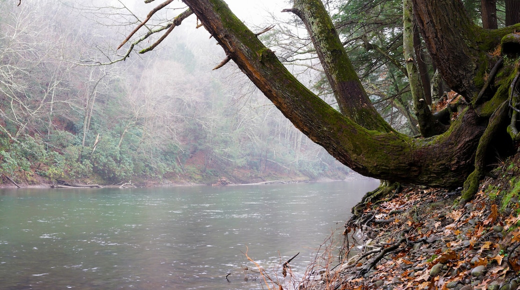 Riverside, Panoramic Photo Mossy Trees Clean Water