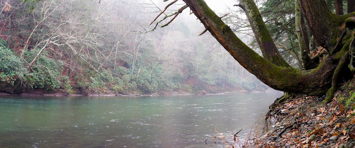 Riverside, Panoramic Photo Mossy Trees Clean Water
