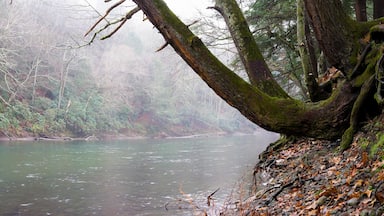 Riverside, Panoramic Photo Mossy Trees Clean Water