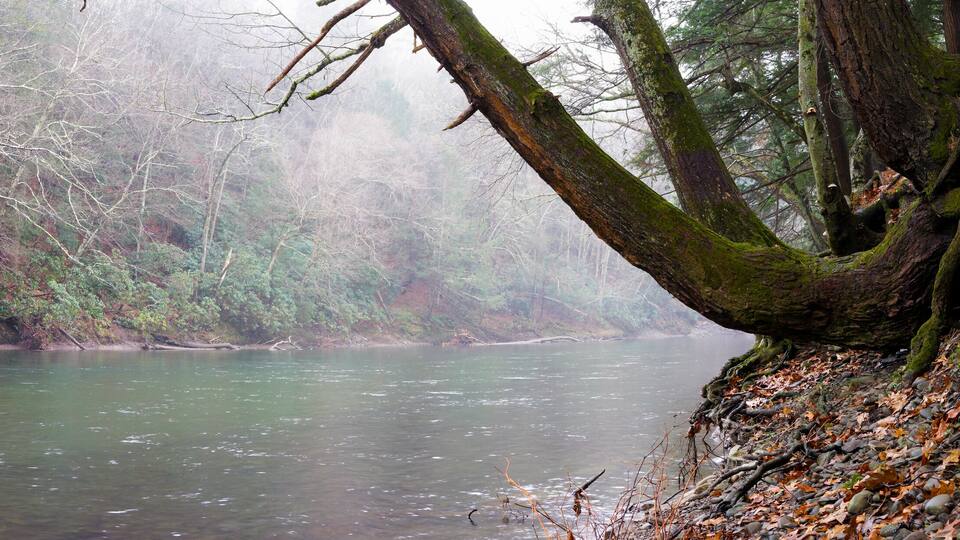 A river surrounded by dense forest with autumn leaves.