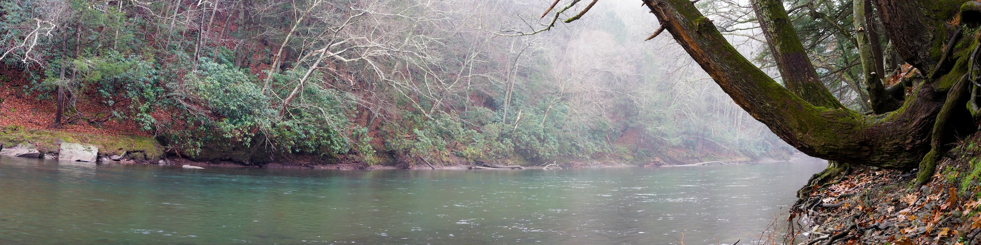 Riverside, Panoramic Photo Mossy Trees Clean Water