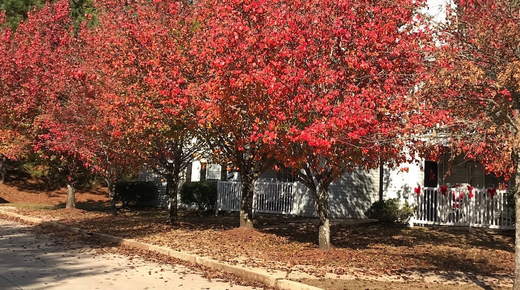Fall colors of Mississipi #red