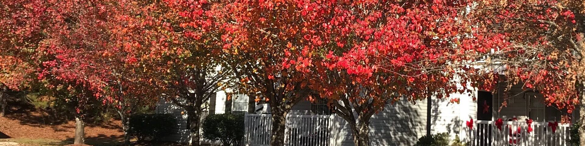Fall colors of Mississipi #red