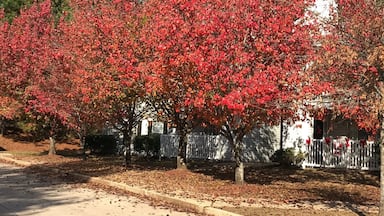 Fall colors of Mississipi #red