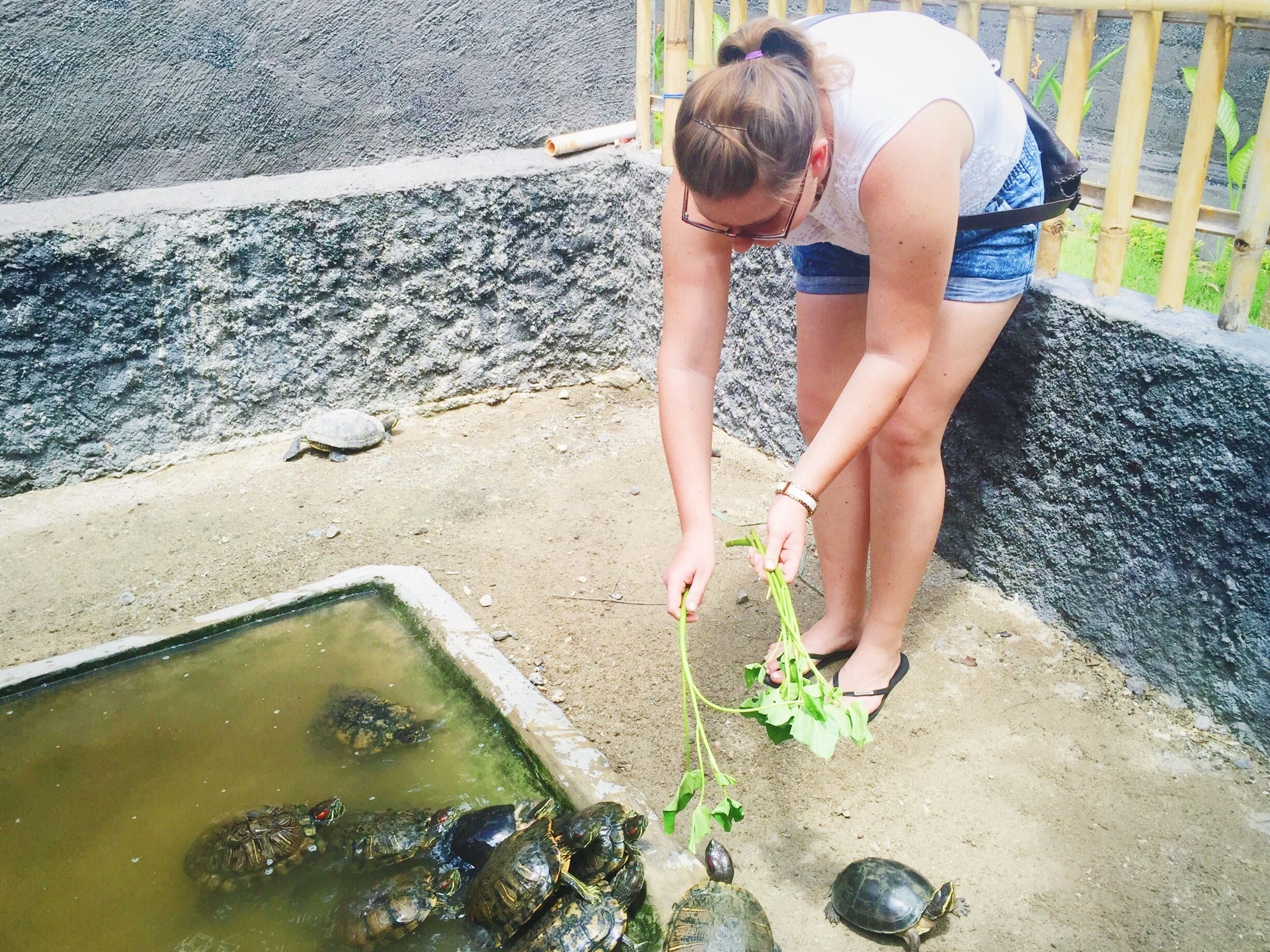 Got to feed these hungry guys while at the Turtle Conservation and Education Centre in #bali. Never seen a tortoise move so fast! #turtle #tortoise #nature #conservation
