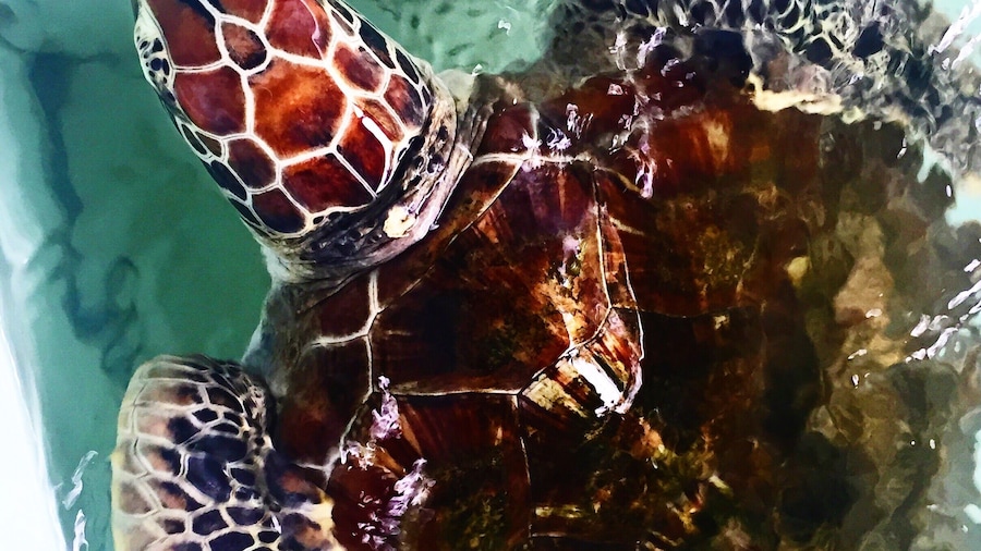 Supported by WWF the team at the Turtle Conservation and Education Center do an awesome job rescuing and rehabilitating injured turtles and stopping the illegal hunting of these beautiful creatures. Free entry but a donation is encouraged to help them continue their work. #bali #turtles #nature #conservation