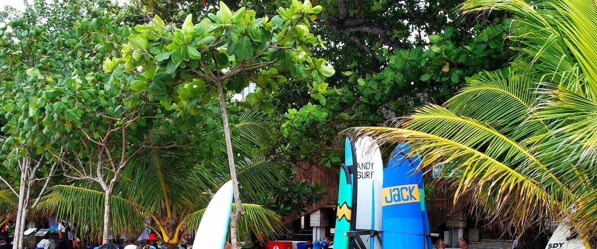 A beach with several surfboards leaning against trees and a blue structure.