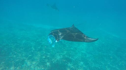 Scuba diving with the majestic manta rays in Bali, Indonesia.
We went with https://neptunedivingbali.com