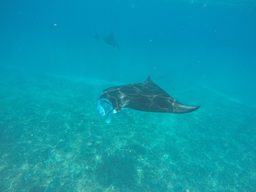 Scuba diving with the majestic manta rays in Bali, Indonesia.
We went with https://neptunedivingbali.com